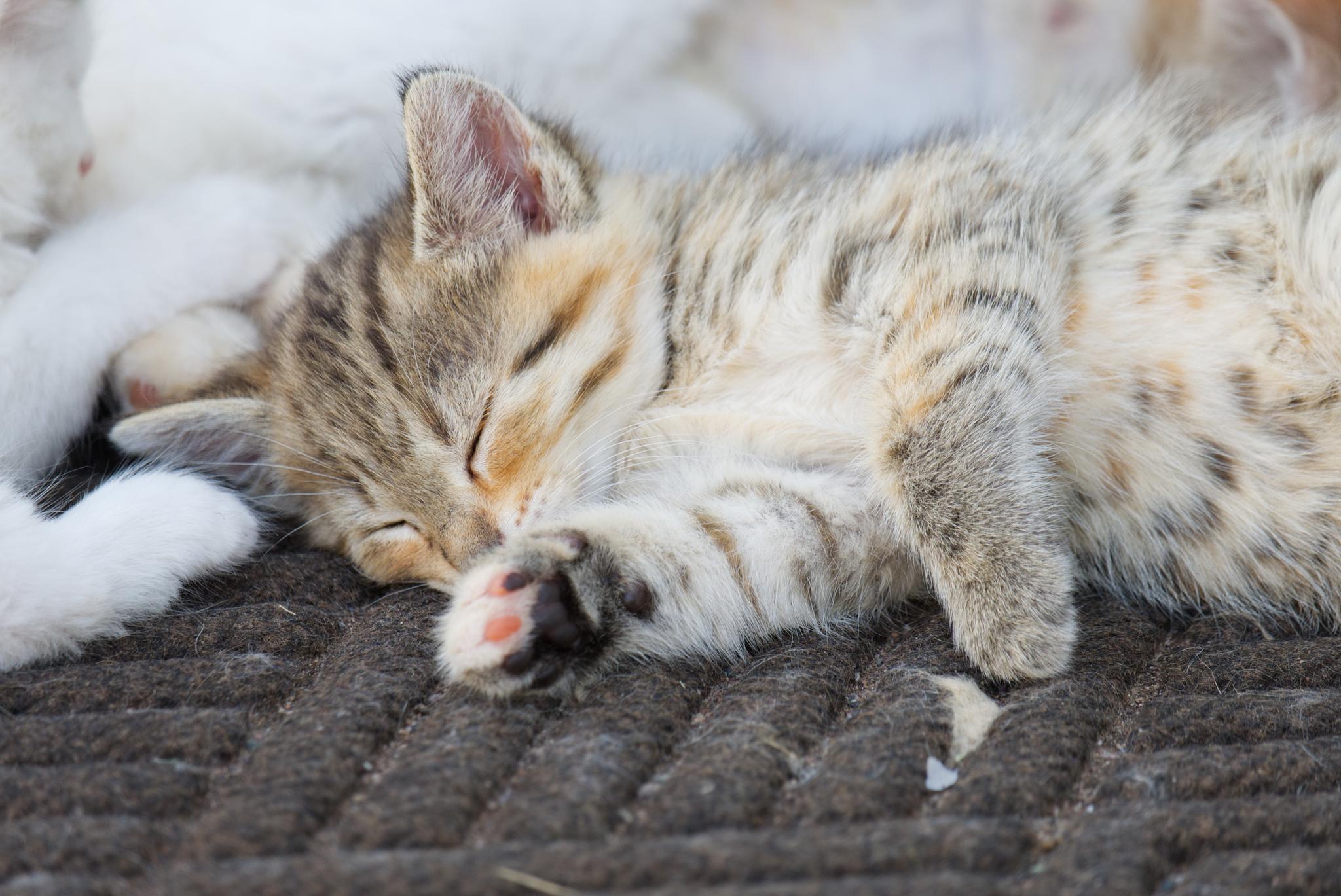 Kitten Nap Time